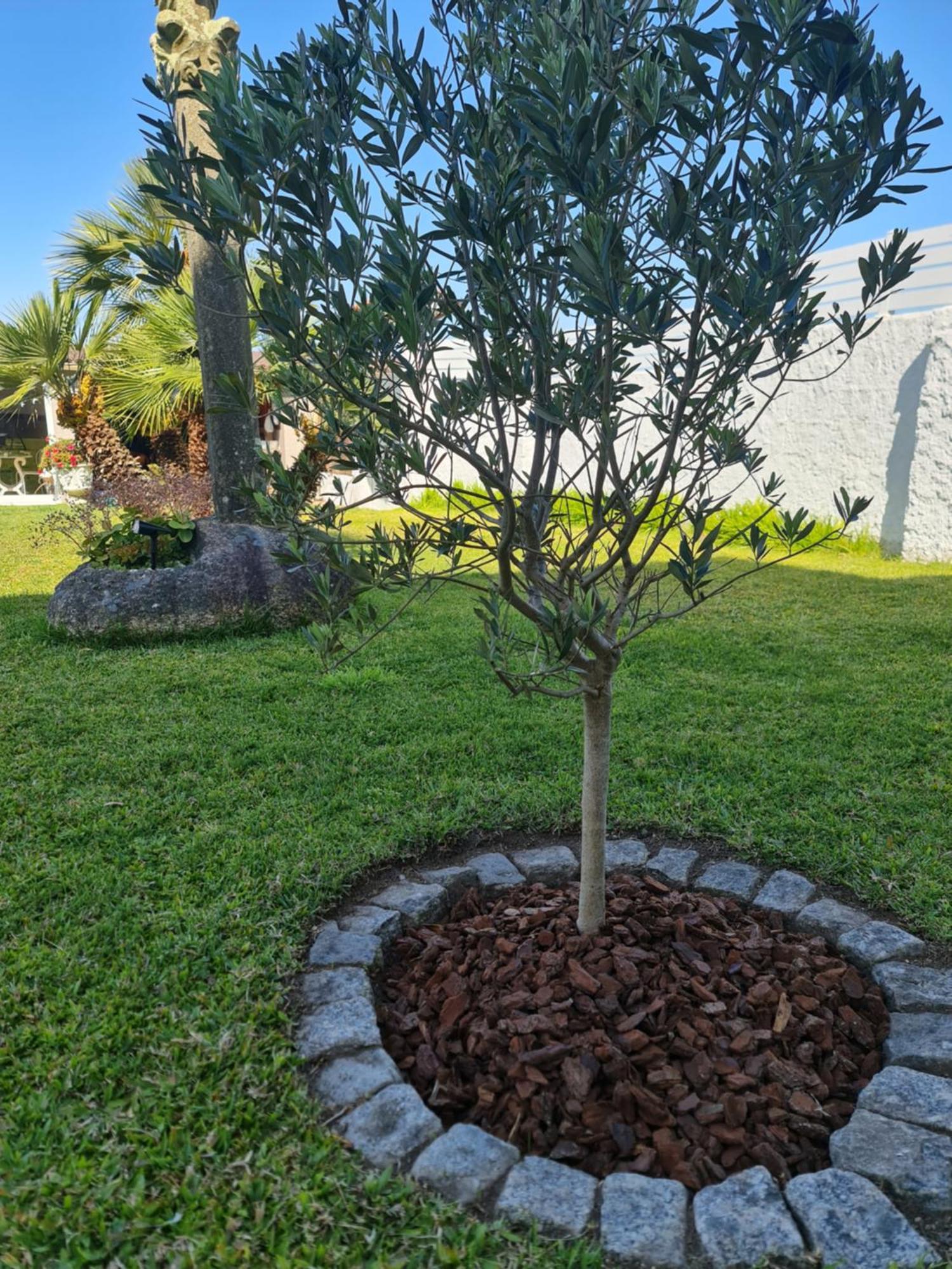 Casa A Pastora Guest House Cambados Bagian luar foto